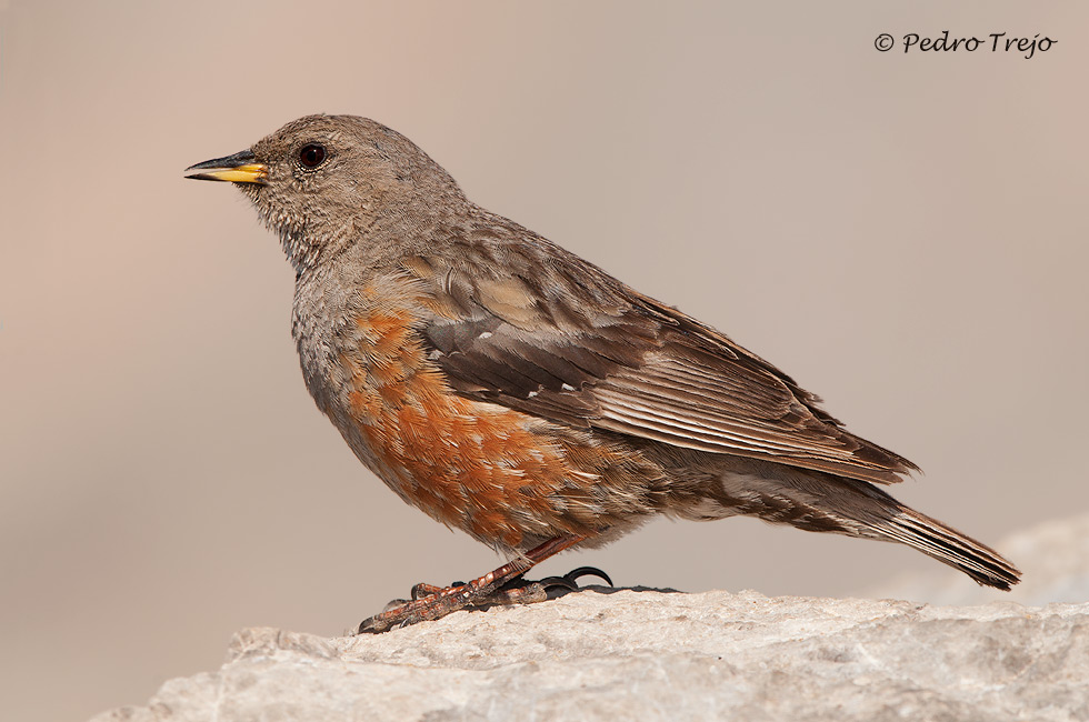 Acentor alipino (Prunella collaris)